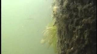 Grass Shrimp