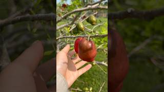 Celebrity Hog Plum Harvest #fruit Net Worth