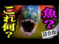 エイリアンから超巨大魚まで捕獲！！詰め合わせ版