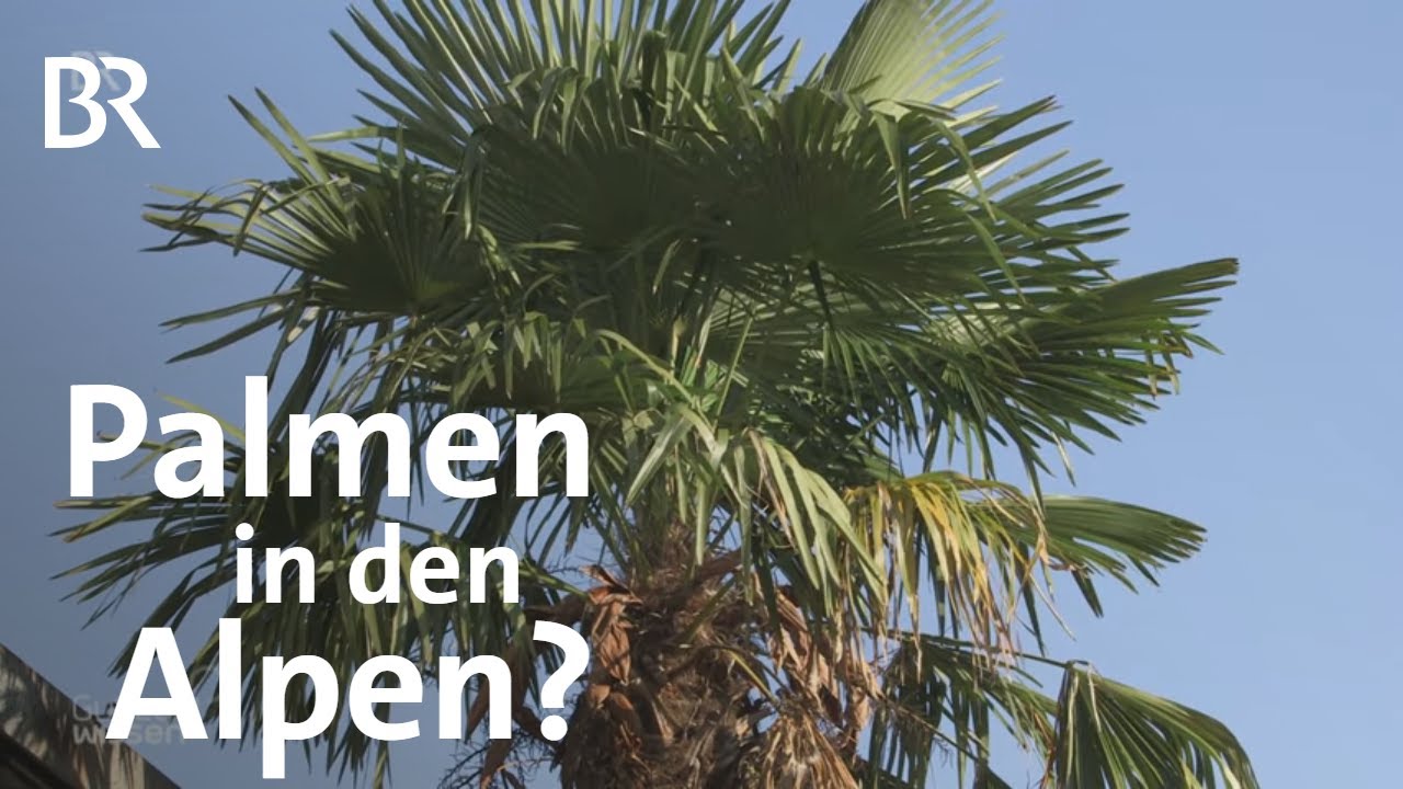 Palmen Wie Die Hanfpalme Pflanzen Im Alpenraum Verdrangt Gut Zu Wissen Br Youtube