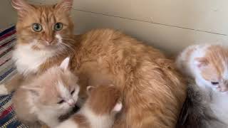 Tsetsis Kittens. Котенца За Продан, Ангорски Бели, Черни, Рижави, Оранжеви И Шарени. Цеци Жельомир