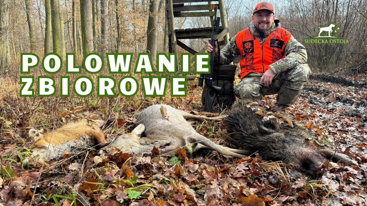 Polowanie zbiorowe cz 1 Driven hunt in Poland Jagd wildboars 