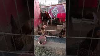 Lote Kelso sobre gallinas hatch Lote Kelso sobre gallinas hatch