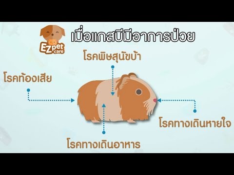 EZ pet care [by Mahidol] เมื่อแกสบีมีอาการป่วย