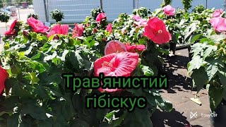 Трав'янистий гібіскус.🌺#травянистийгібіскус#EasyCut