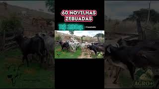 60 NOVILHAS 33 99989-3923 #pecuarista #novilha #bezerra #vaca #laçodeouro #fazenda #gado #agro