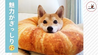 あふれる個性…💕 表情が豊かすぎる柴犬・チャーミーの魅力に迫る！【PECO TV】