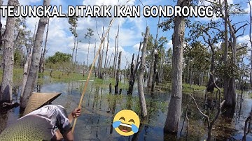 MANCING DI DANAU BUAY4 , MANG DIMAN DITARIK IKAN GONDRONG .. 😂😂