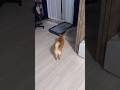 ベッドを間違える犬 #柴犬 #豆柴