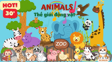 Học Tiếng Anh Qua Động Vật | Từ Vựng Chủ Đề Animals Hình Ảnh Thực Tế & Cách Phát Âm Chuẩn| MCENGLISH