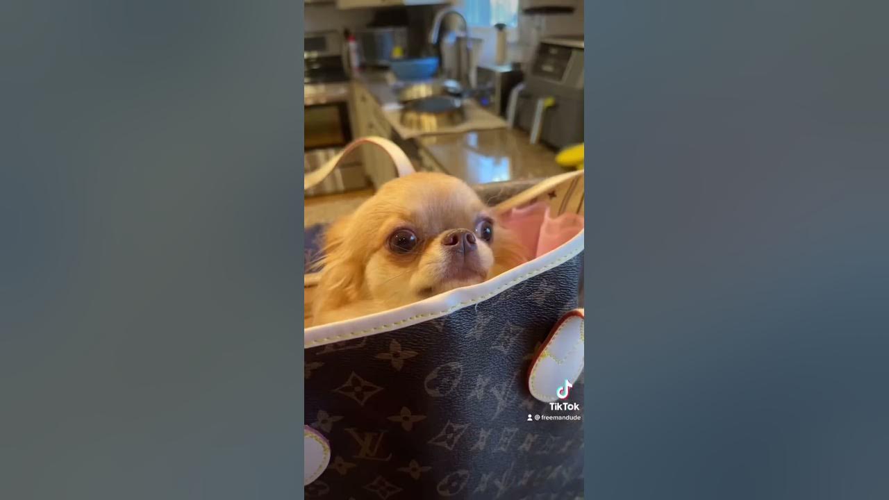 so cute in my louis vuitton  Dogs, Cute chihuahua, Dogs and puppies