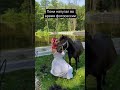 Пони напугал во время фотосессии