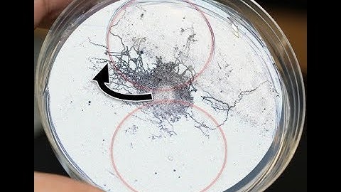 C. elegans magnetotaxis 5: nematodes orient to magnetic fields