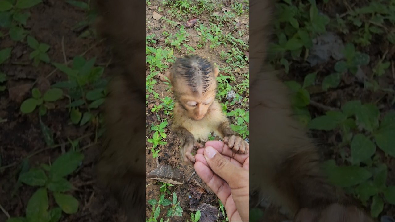 Beautiful lovely cutie  monkey 🐒 happy playing swimming fruit friendly ❤️ 