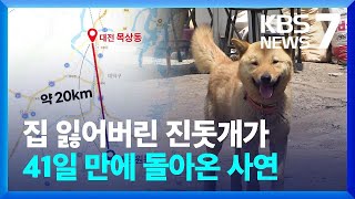 집으로 ‘골인’…41일 만에 돌아온 진돗개 ‘손홍민’ / KBS  2024.05.09.