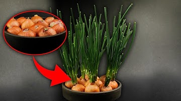 Green onion Timelapse: ∞ INFINITE GROW HACK ∞