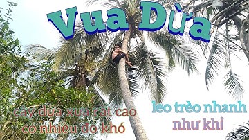 Vua Dừa Miền Tây// cây dừa xưa rất cao có nhiều độ khó vua dừa leo trèo nhanh như khỉ