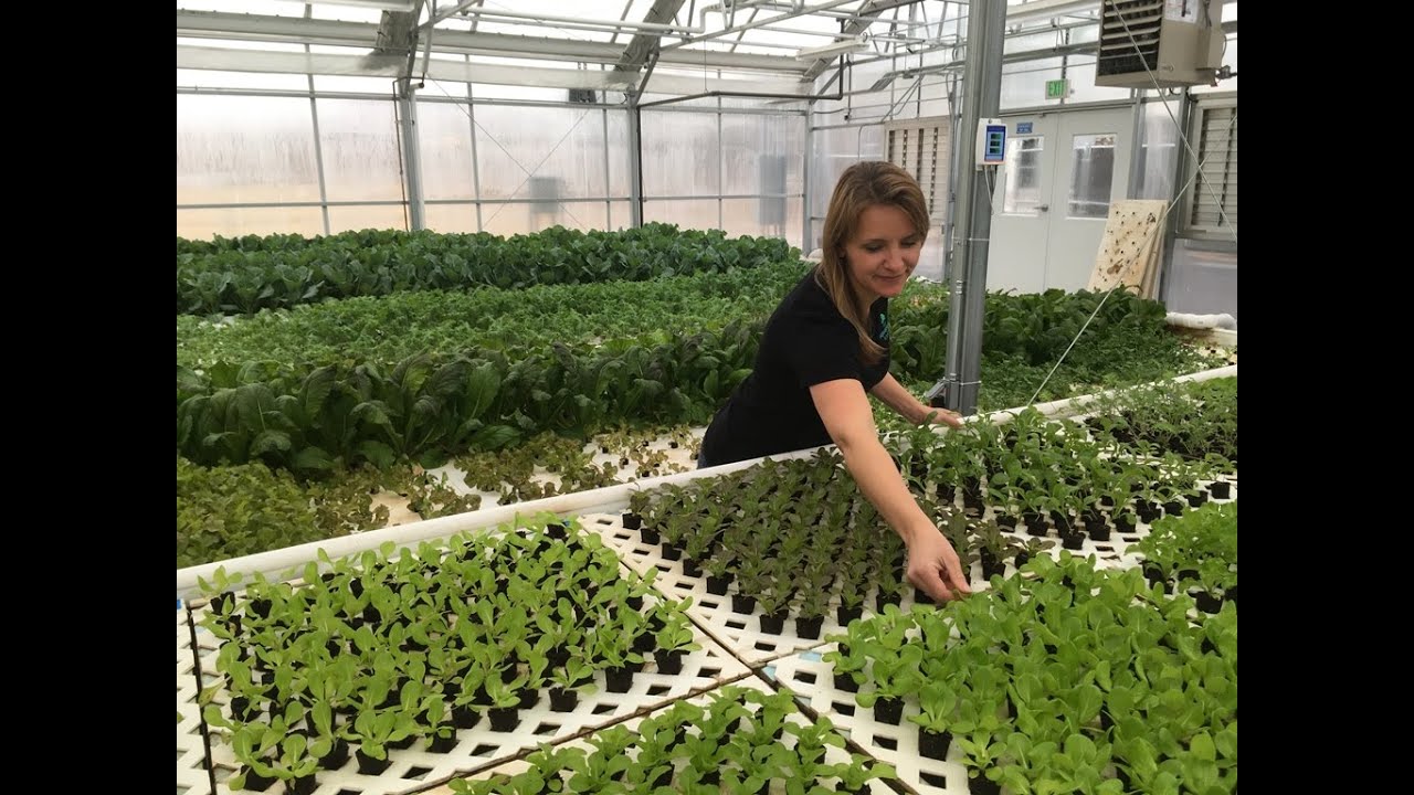 Aquaponic Greenhouse Tour with Tawnya Sawyer