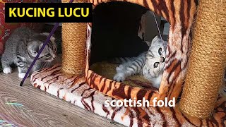 Cat Video in 4K Ultra HD Format. Happy Scottish Fold Little Kittens Playing on the Cat Tree by Dennis Zill 165 views 3 years ago 3 minutes, 40 seconds