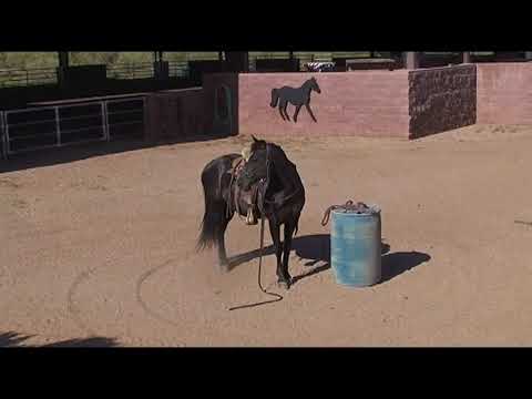 Velvet's Charisma M.R. Missouri Foxtrotter Broodmare