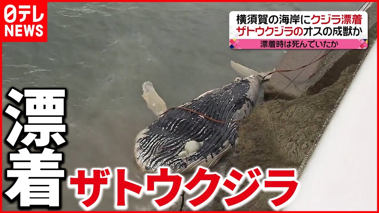 発見】神奈川・横須賀の海岸にクジラ 漂着時に死んでいたか - YouTube