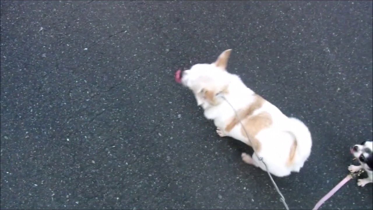 チワワ 吠え / 散歩での引っぱり / 多頭飼での悩み / 興奮