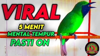 Masteran Dan Terapi Cucak Ijo Drop Mental,Birahi Melet & Macet Bunyi Dengar ini Auto Langsung Nyaut.