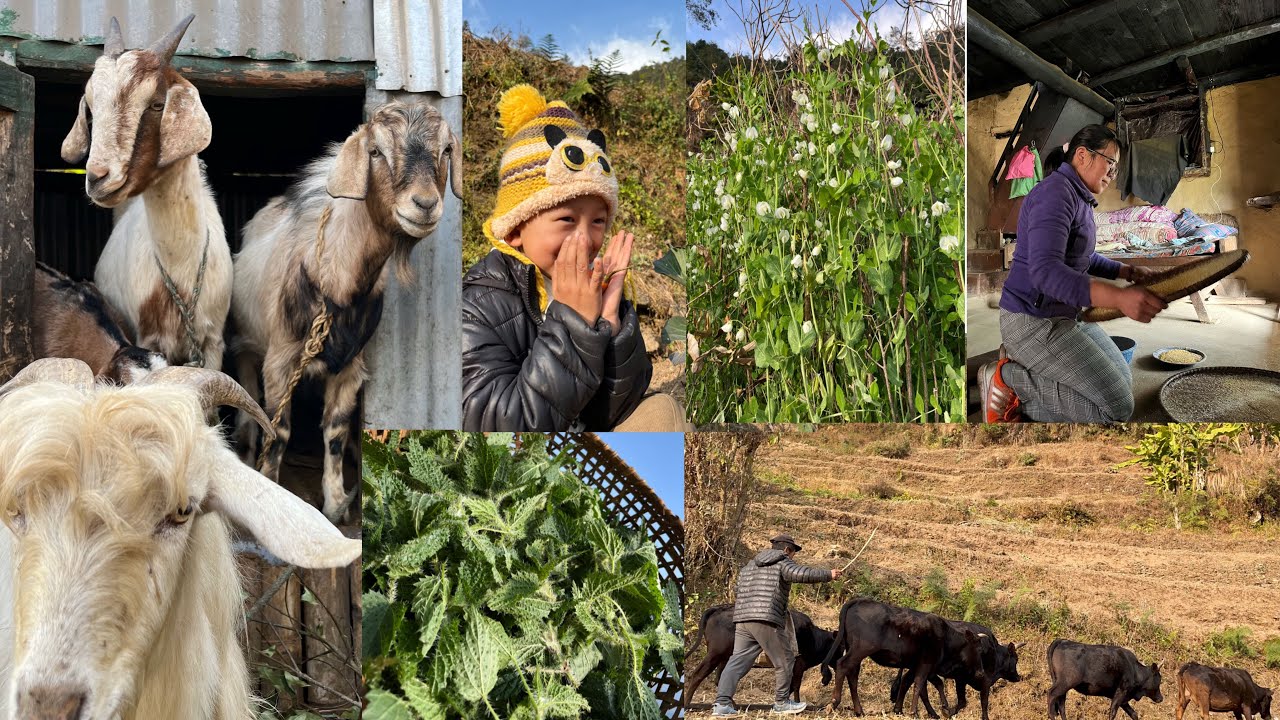 Guff Sunnus Hai Sathiharu Phupu Bhadaiko🤭😍 | Sristina Khaling Vlog | Solukhumbu Nepal | 2026