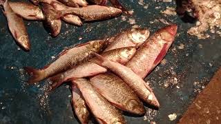 Fish Cutting Expert in Bangladesh | fish cutting