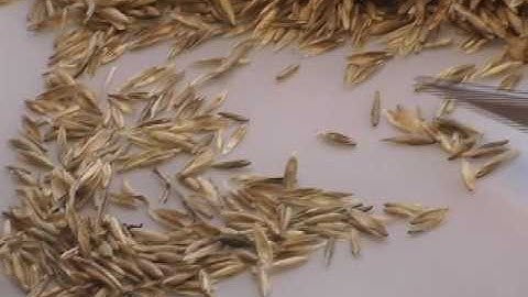 Seed Workshop_Seed Sampling Intro