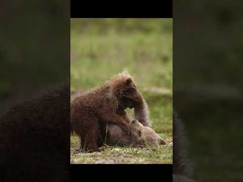 Photographing Bear cubs