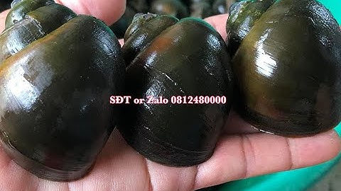 Nguyên Nhân ỐC BỊ MÒN ĐÍT, Căn Bệnh Cực Kì Nguy Hiểm Cho Con ỐC Bươu Đen! Ốc Bươu Giống Khánh Hòa