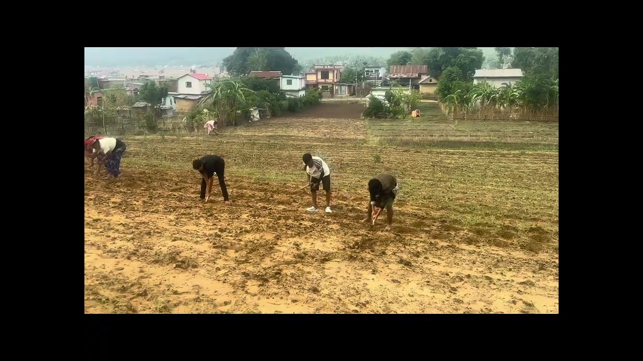 Medicinal and Aromatic plants cultivation/औषधीय एवम् सुगन्धीत जडिवुटी खेती ॥