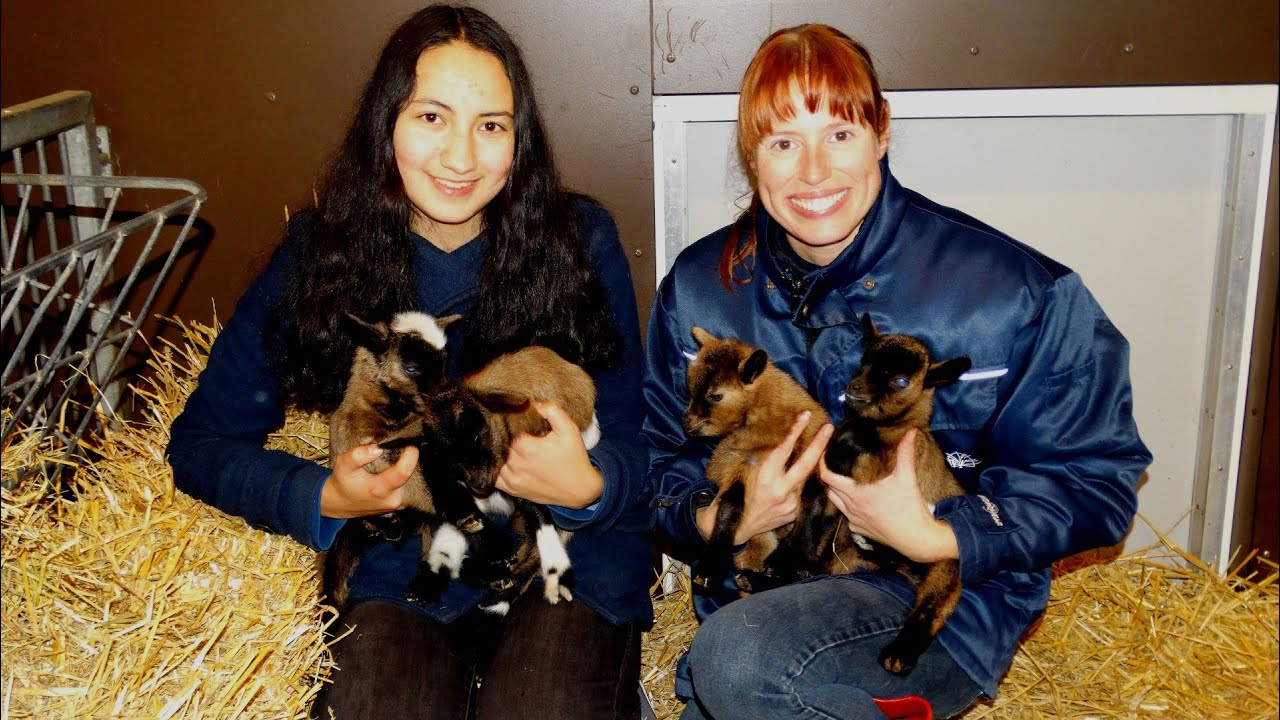 Kinderboerderij de Trotse Pauw 12 - Vier dwerggeitjes geboren / Spijkenisse 2016