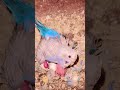 Budgie Mom 🥺💙 Protecting Her Baby Chicks and Eggs in Sri Lanka 🇱🇰