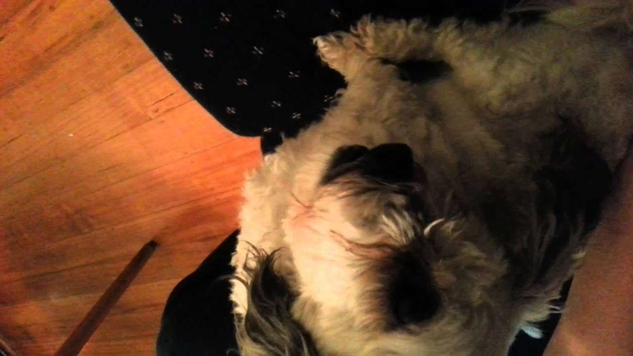 Funny dog Licking air YouTube