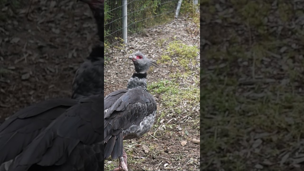 Crested Screamer Vocalizations - Sequoia Park Zoo 