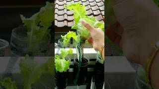 Download Lagu THE SIMPLEST WAY TO PLANT LETTUCE!!! MP3