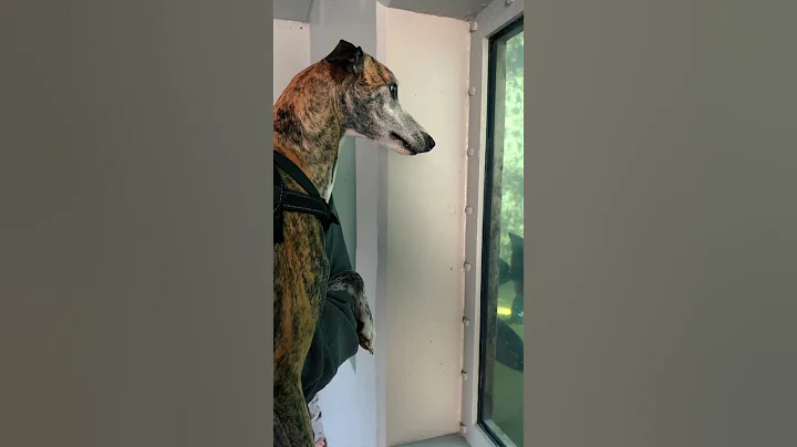 When your dog is your bff - birthday recap for our whippet Indy, turned 5 today!