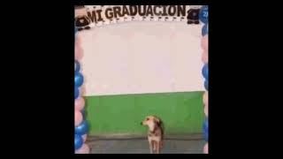 That one meme where the dog graduates and gets a job with The Office theme song playing
