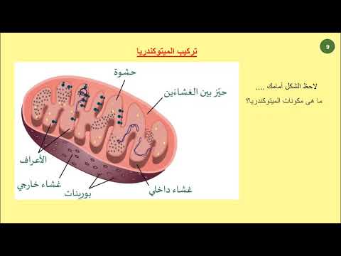 الميتوكوندريا وظيفة الميتوكوندريا الأطراف