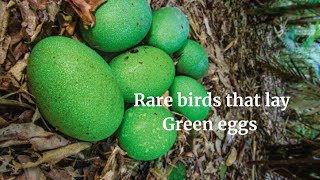 Rare birds that lay Green eggs #birds #nature