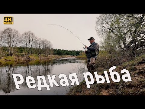 Редкая РЫБА на СПИННИНГ с БЕРЕГА. Рыбалка в апреле 2024