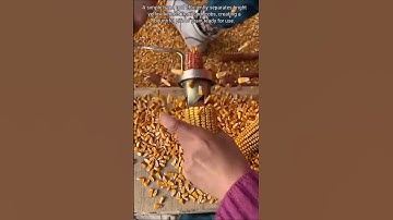 Hand-Cracked Corn: Kernels Separated