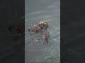 ラッコの子供が流される