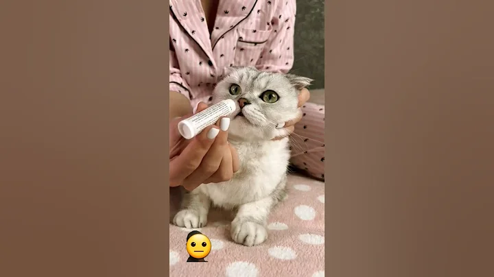 Video 5299631: cat cute funny pet, cat funny popular, clean cute funny cat, cat ear cleaning