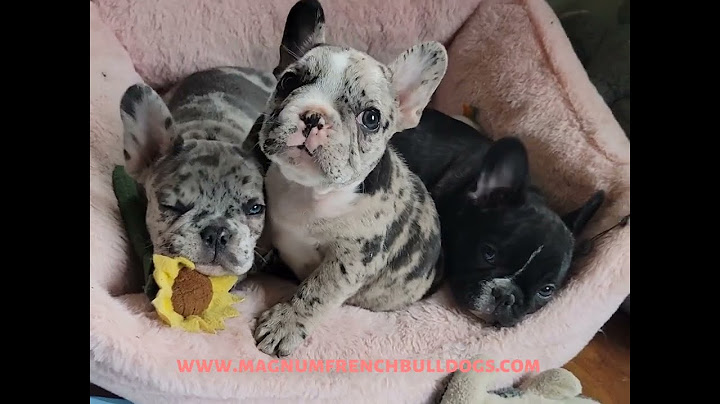 Cheap french bulldog puppies under $500 florida