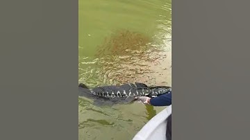 Cận cảnh cá lóc bông đang nuôi bầy lòng ròng #cacconvat #docla #fishing