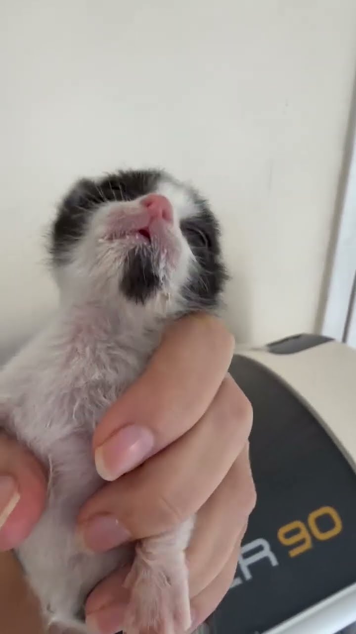 Bébé chaton très mignon ♥️ ♥️ ♥️ ♥️ ♥️ ♥️ ♥️ ♥️