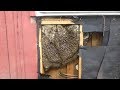 Bees in a wall.  Removal and relocation.